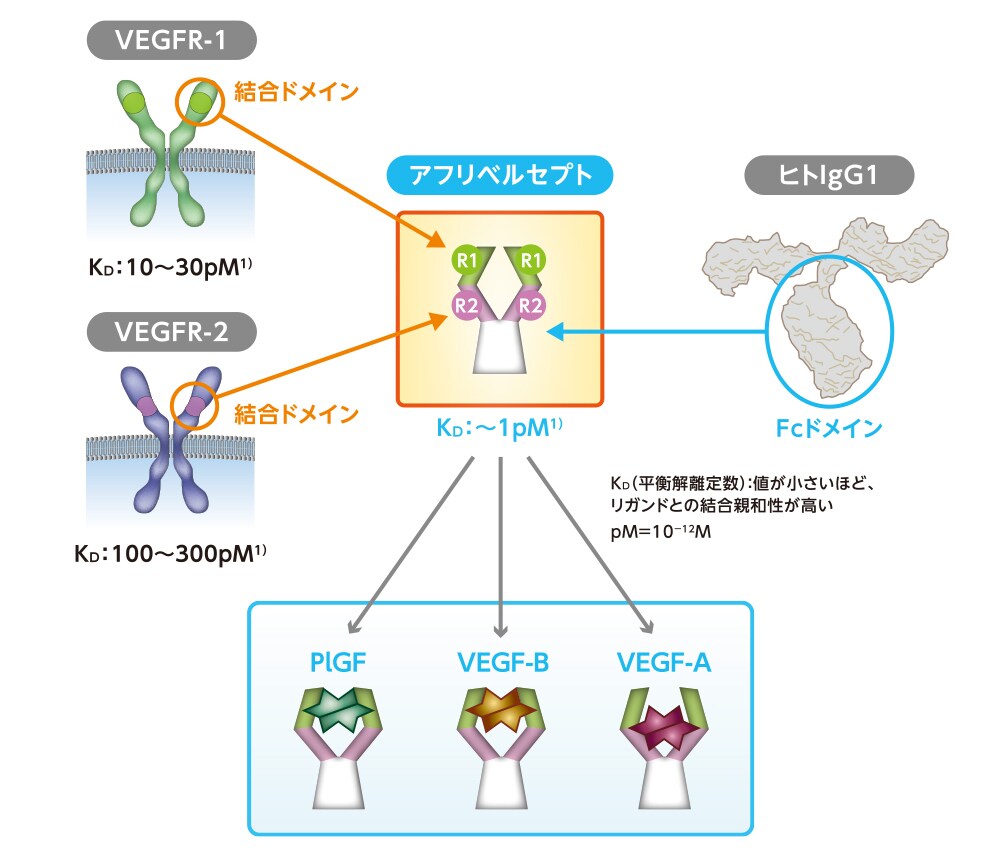アフリベルセプトの構造 アフリベルセプトの構造