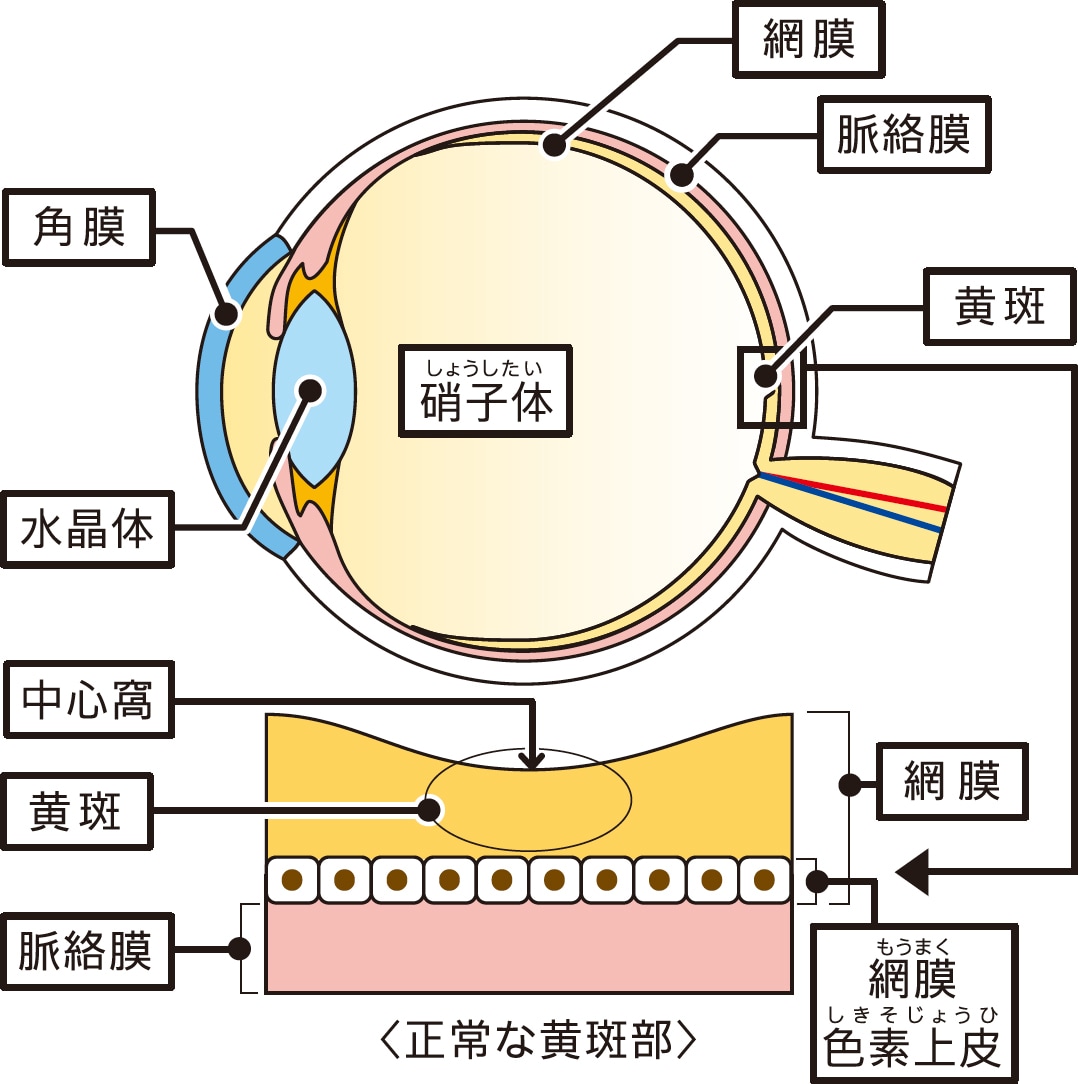 ものが見える仕組み