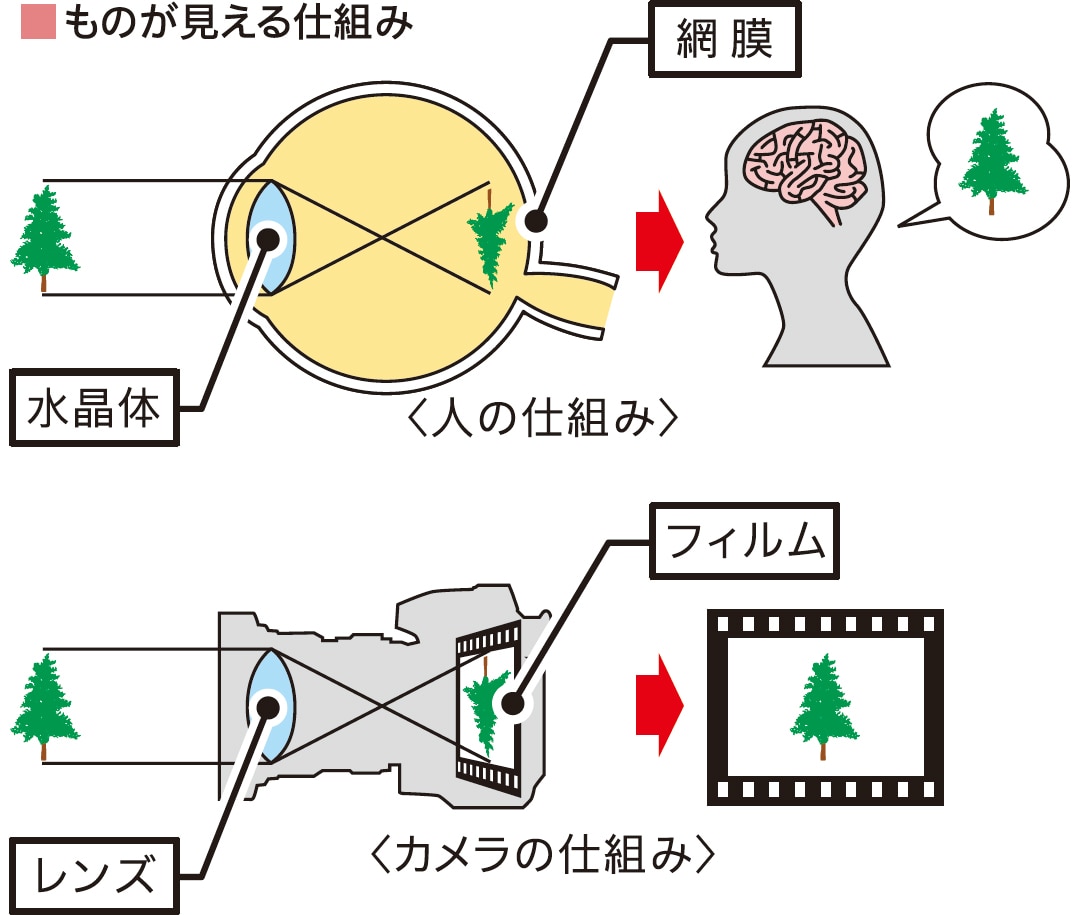 ものが見える仕組み