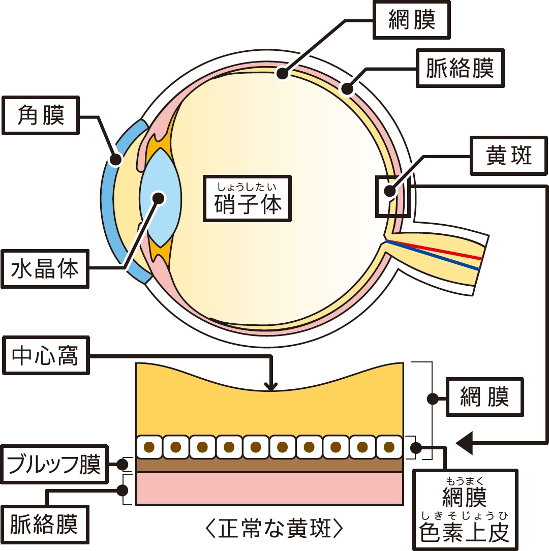 ものが見える仕組み