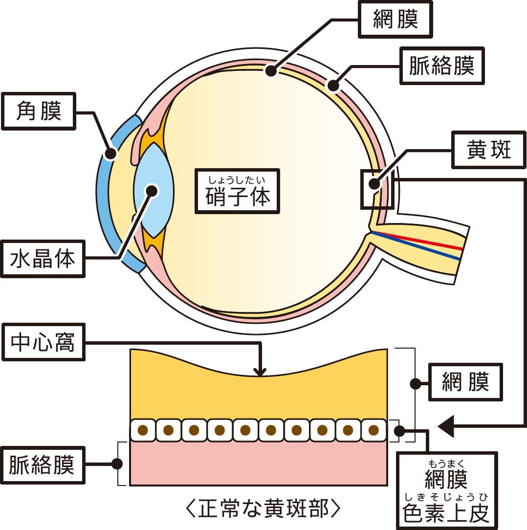ものが見える仕組み