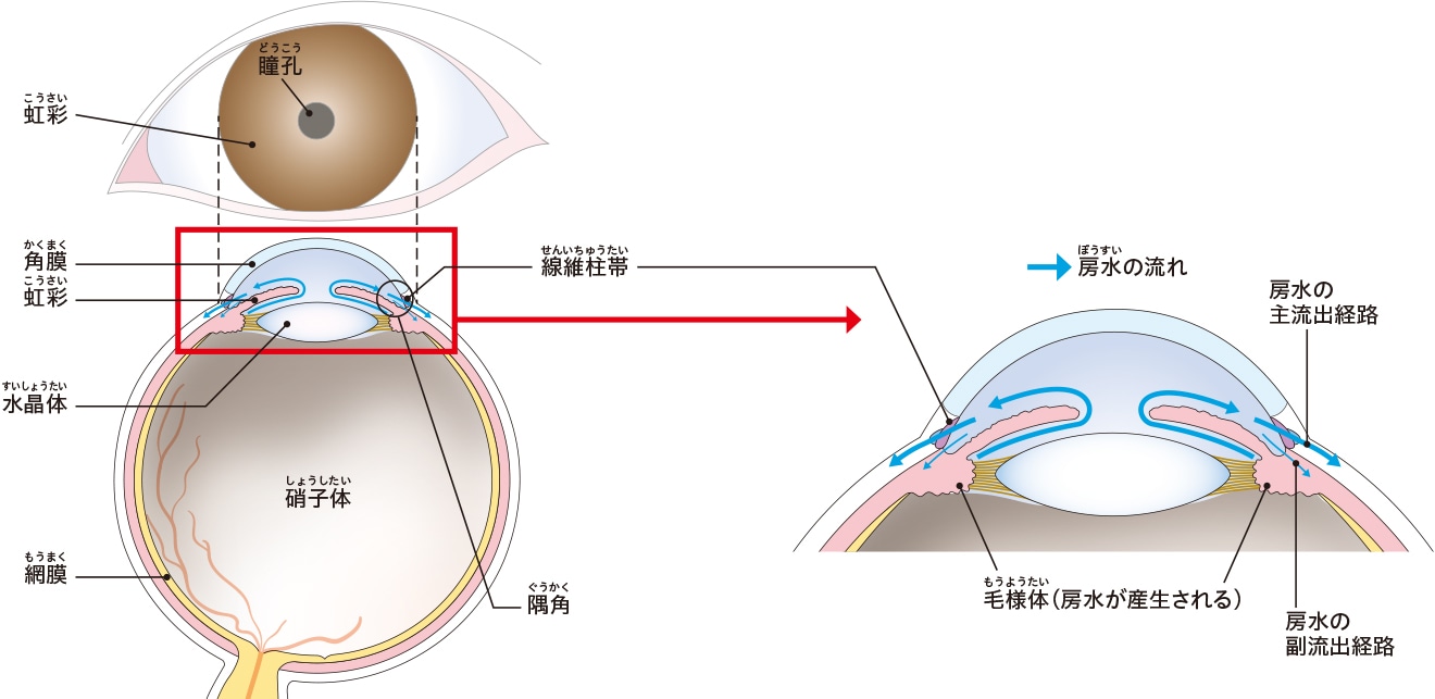 眼の基本構造