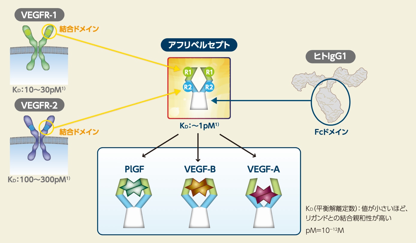 アフリベルセプトの構造