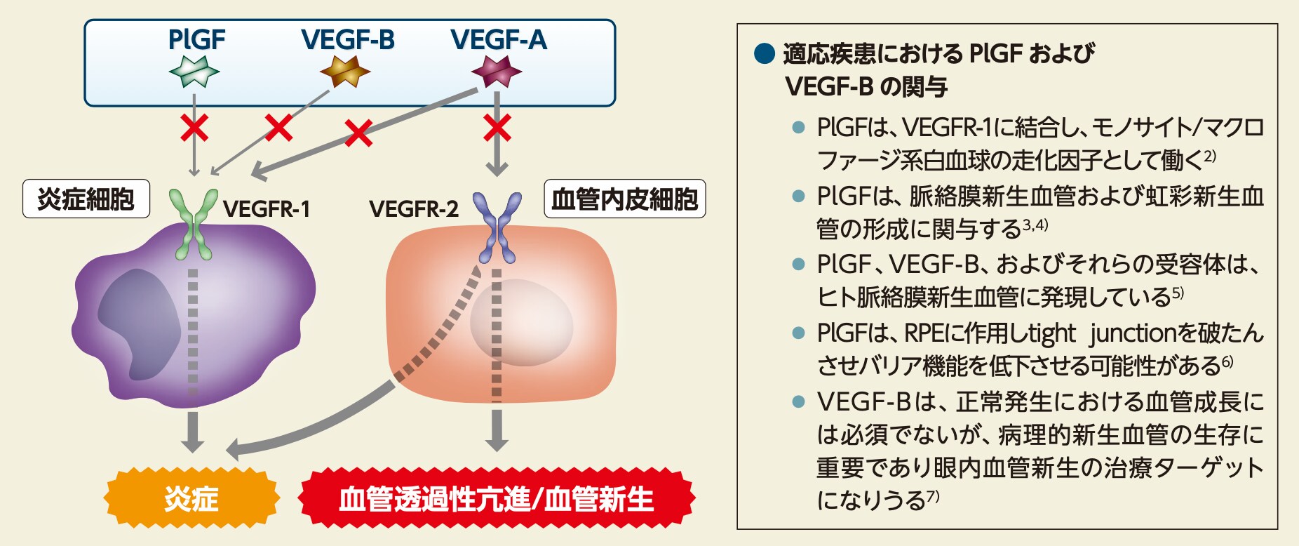アフリベルセプトの作用機序