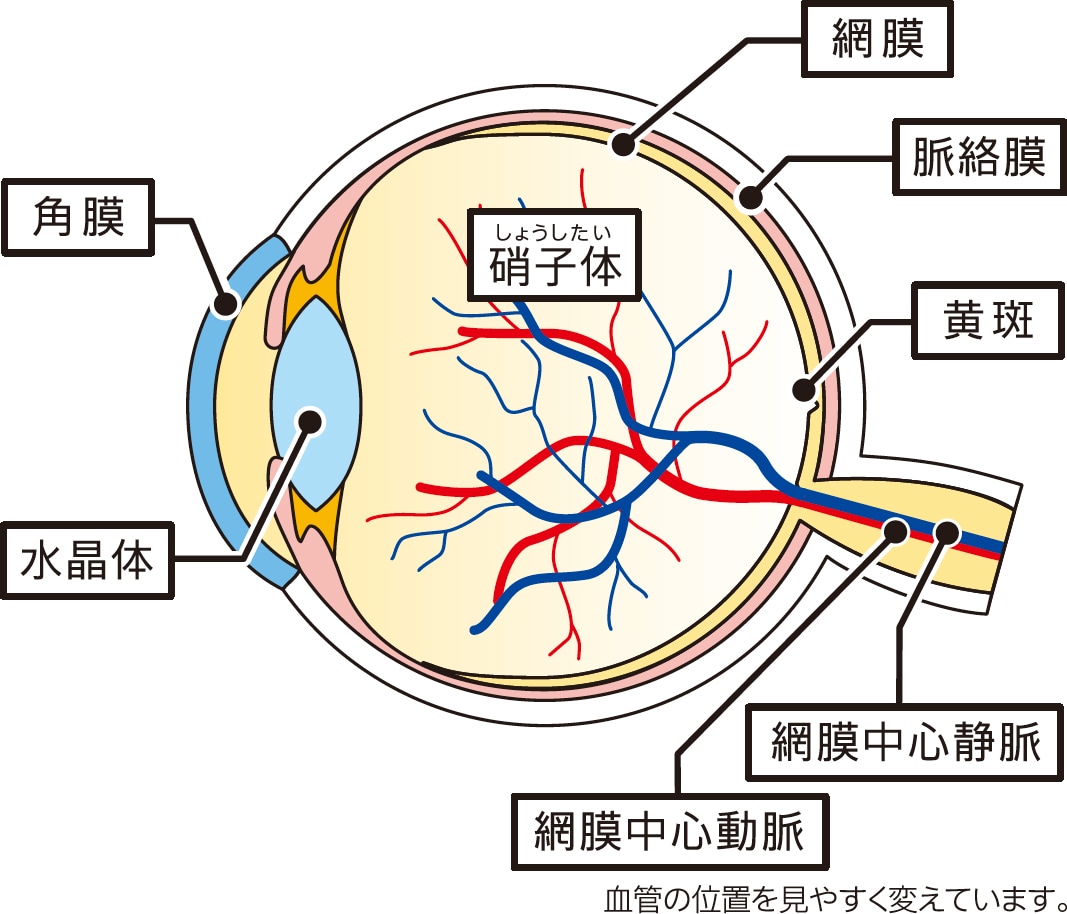 ものが見える仕組み