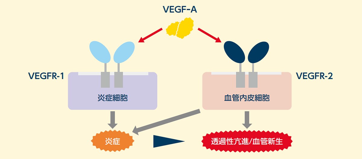 VEGF-Aと炎症細胞/血管内皮細胞の関与