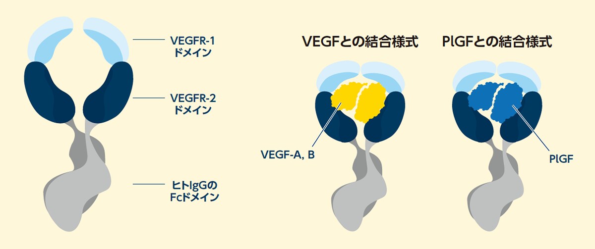 アフリベルセプトの分子構造