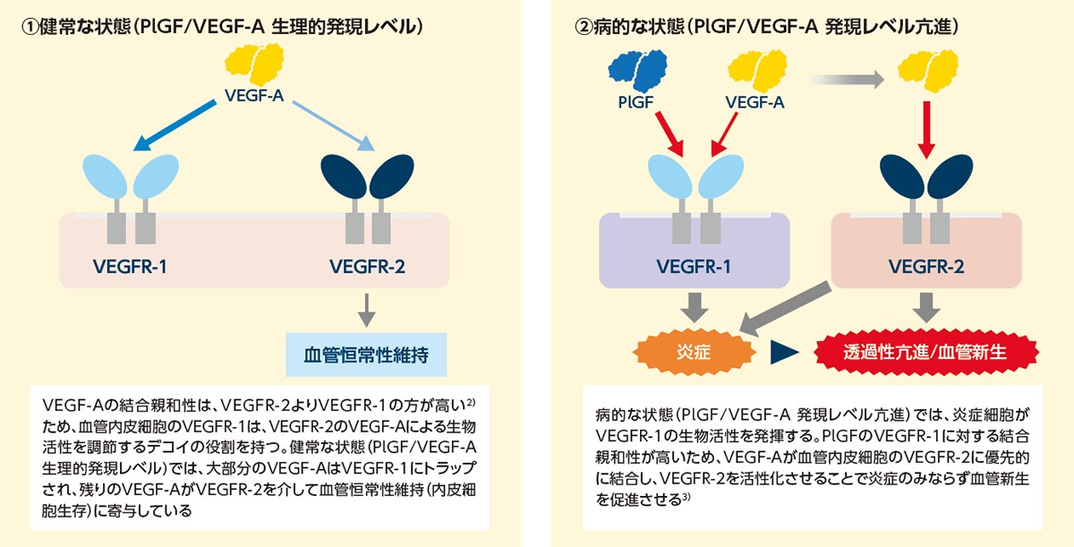 PlGFの分子メカニズム