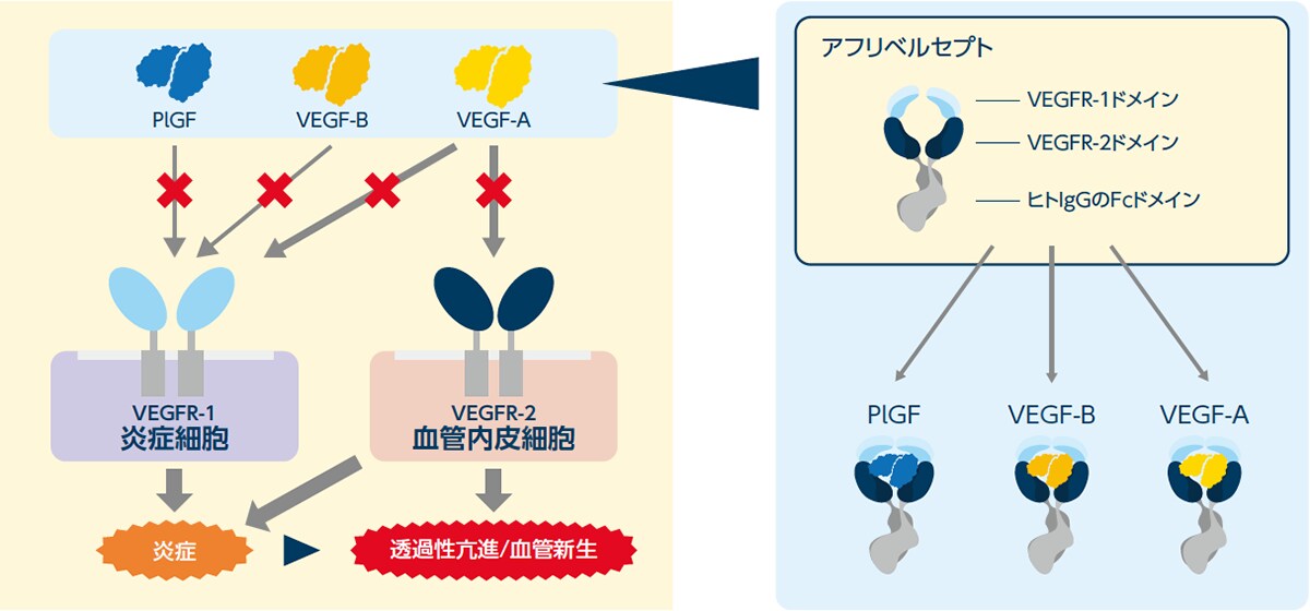 nAMDおよびDMEにおける血管透過性亢進に対するVEGF/PlGFの関与