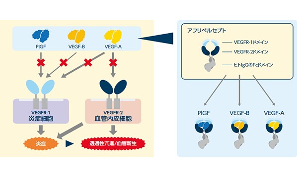 VEGF阻害の重要性とアイリーアの作用メカニズム