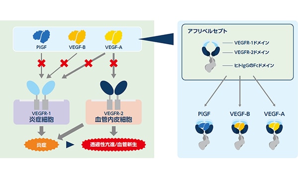 VEGF阻害の重要性とアフリベルセプトの作用メカニズム
