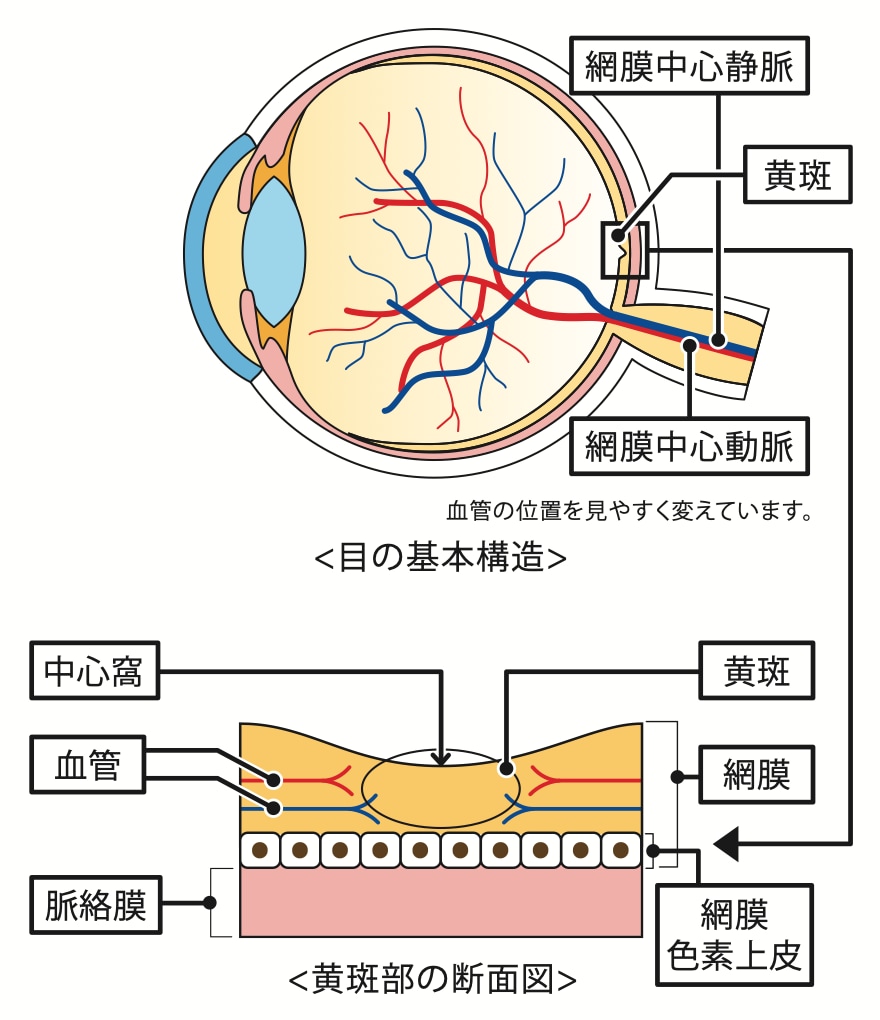 目の基本構造と黄斑部の断面図のイラスト